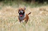 STAFFIE 130